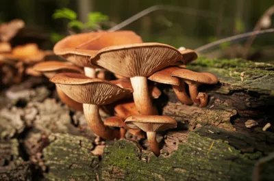 Illustration shiitake - Image 1