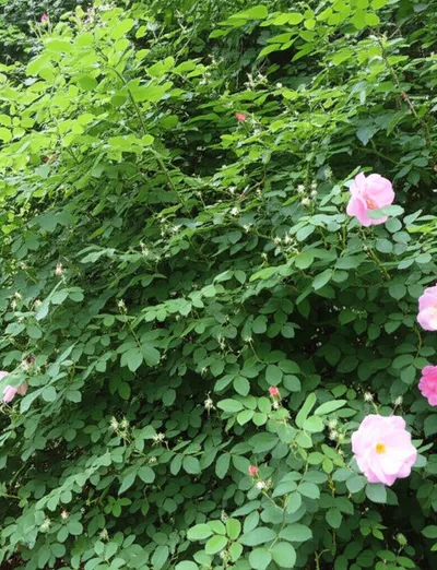 Illustration briers - Image 1