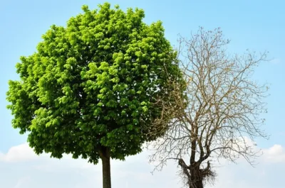 Illustration atrophy - Image 1