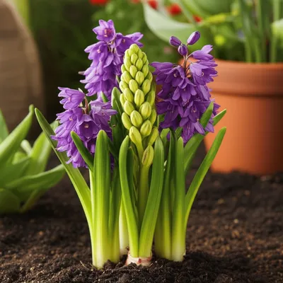Illustration hyacinths