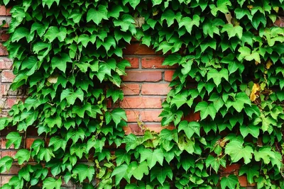 Illustration rank - Image 1