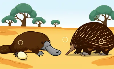 Illustration monotreme