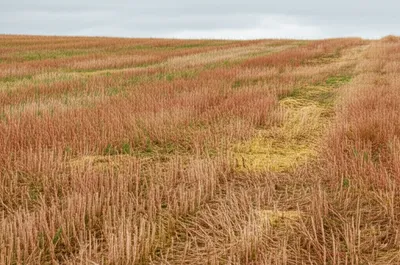 Illustration fallow - Image 1