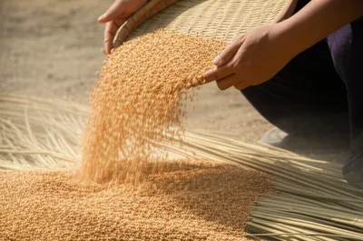 Illustration reed - Image 1