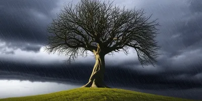 Illustration bode - Image 1