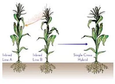 Illustration inbred - Image 2