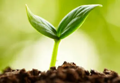 Illustration sprout - Image 2