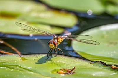 Illustration king - Image 1