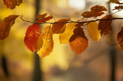 Illustration foliage - Image 1