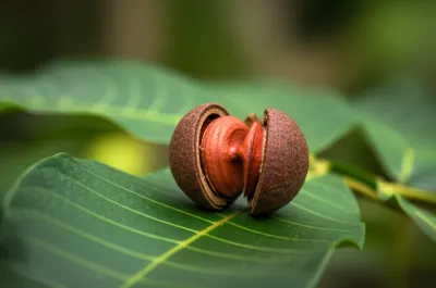 Illustration kola - Image 1