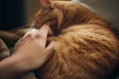 Illustration strokes