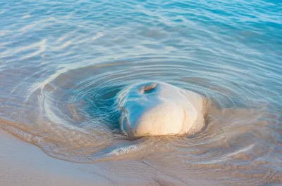 Illustration lapping - Image 1