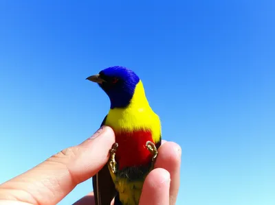 Illustration relinquishing - Image 1