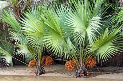 Illustration nipa - Image 1