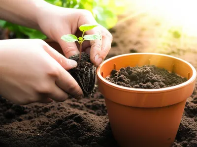 Illustration raiser - Image 1