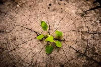 Illustration emergence - Image 2