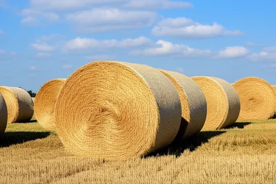 Illustration haystacks - Image 1