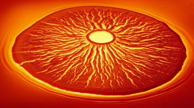 Illustration rosette - Image 1