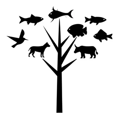 Illustration phylogenetic