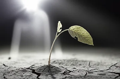 Illustration scarred - Image 1