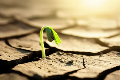 Illustration incipient - Image 1