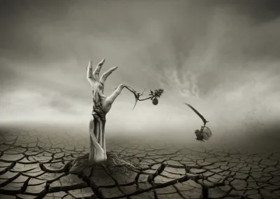 Illustration wolf - Image 1