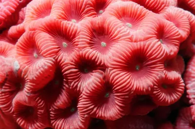 Illustration corals - Image 1