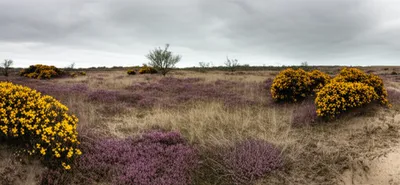 Illustration heath - Image 1