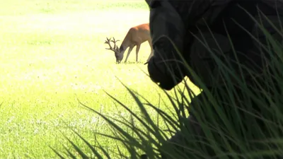 Illustration stalking - Image 1