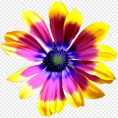 Illustration deadened - Image 1