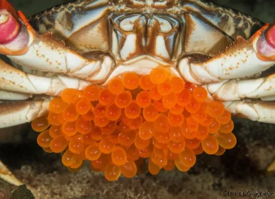 Illustration roes - Image 1