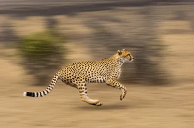 Illustration cheetah