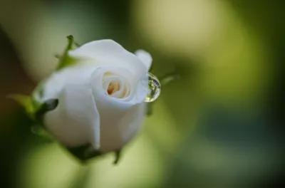 Illustration cherry - Image 1