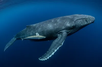 Illustration remora - Image 1