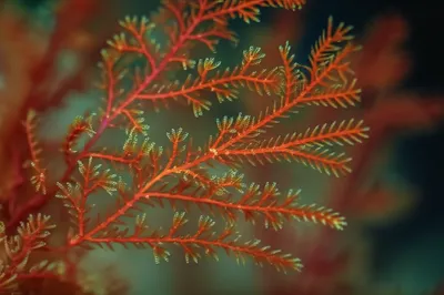 Illustration pinnules - Image 1