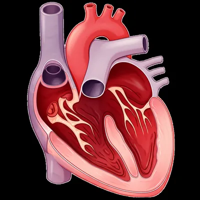 Illustration murmur - Image 1