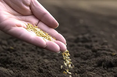 Illustration seeded - Image 1