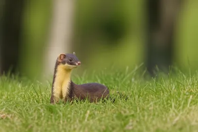 Illustration polecat