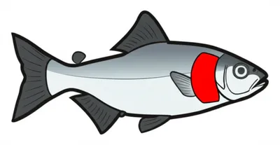 Illustration opercular