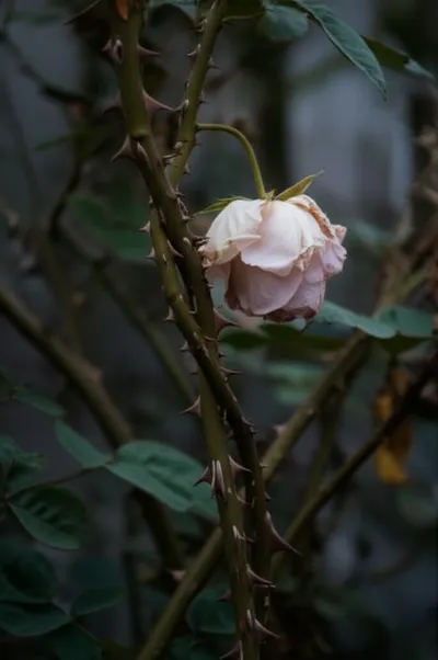 Illustration lawyer - Image 1