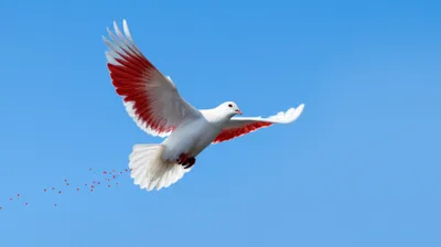 Illustration blooded