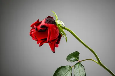 Illustration painful - Image 1