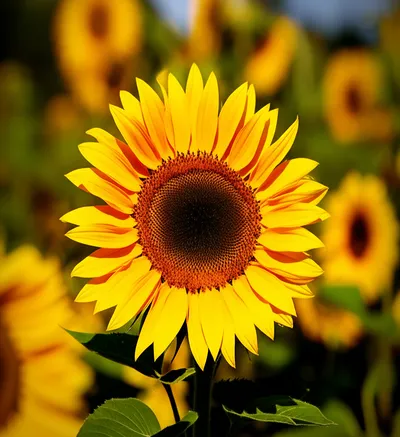 Illustration sung - Image 1