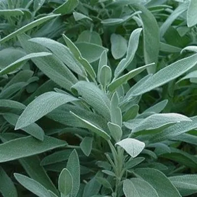 Illustration sage - Image 2