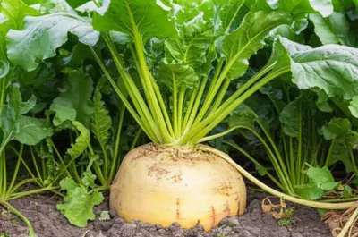 Illustration mangold