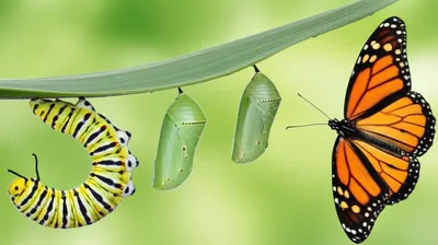 Illustration metamorphosed