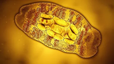 Illustration fucoxanthin - Image 1