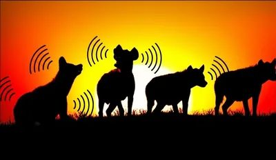 Illustration hyenas - Image 1