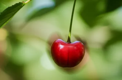 Illustration dangly - Image 1