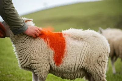 Illustration raddle - Image 1